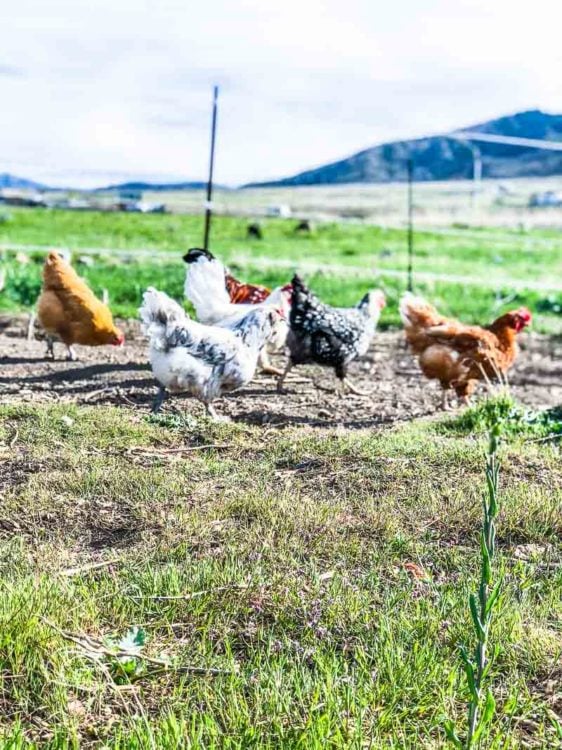 Raising chickens for eggs, a flock of chickens pecking the ground in a pasture. 
