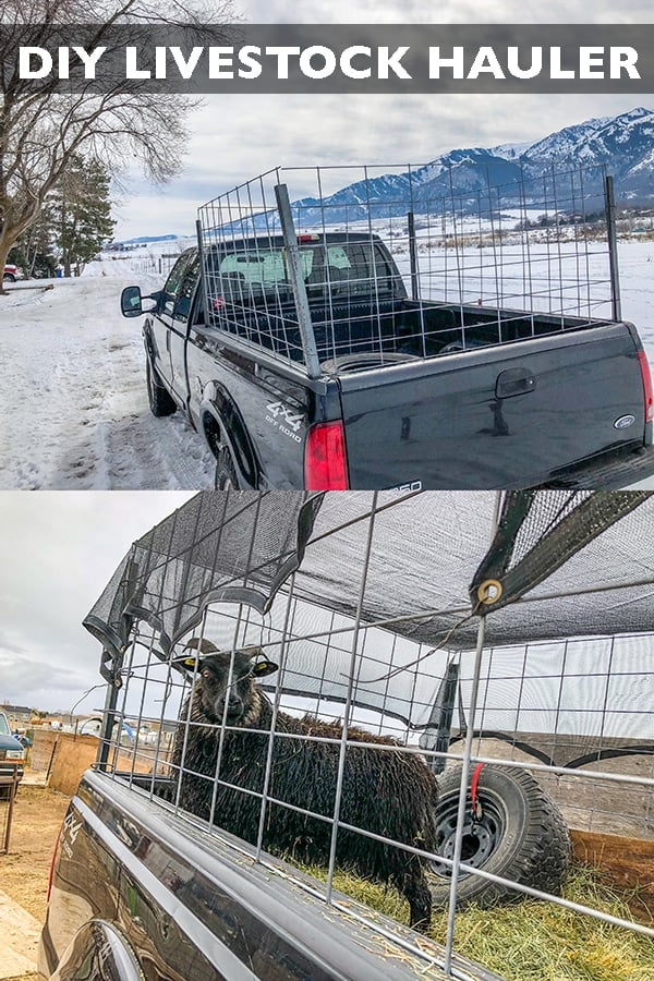 Save money by building your own DIY sheep trailer and livestock hauler! Large enough for multiple small animals and even a calf or two. #longbournfarm #sheep #goats #livestock #trailer #livestocktrailer #sheeptrailer #livestockhauler #goattote