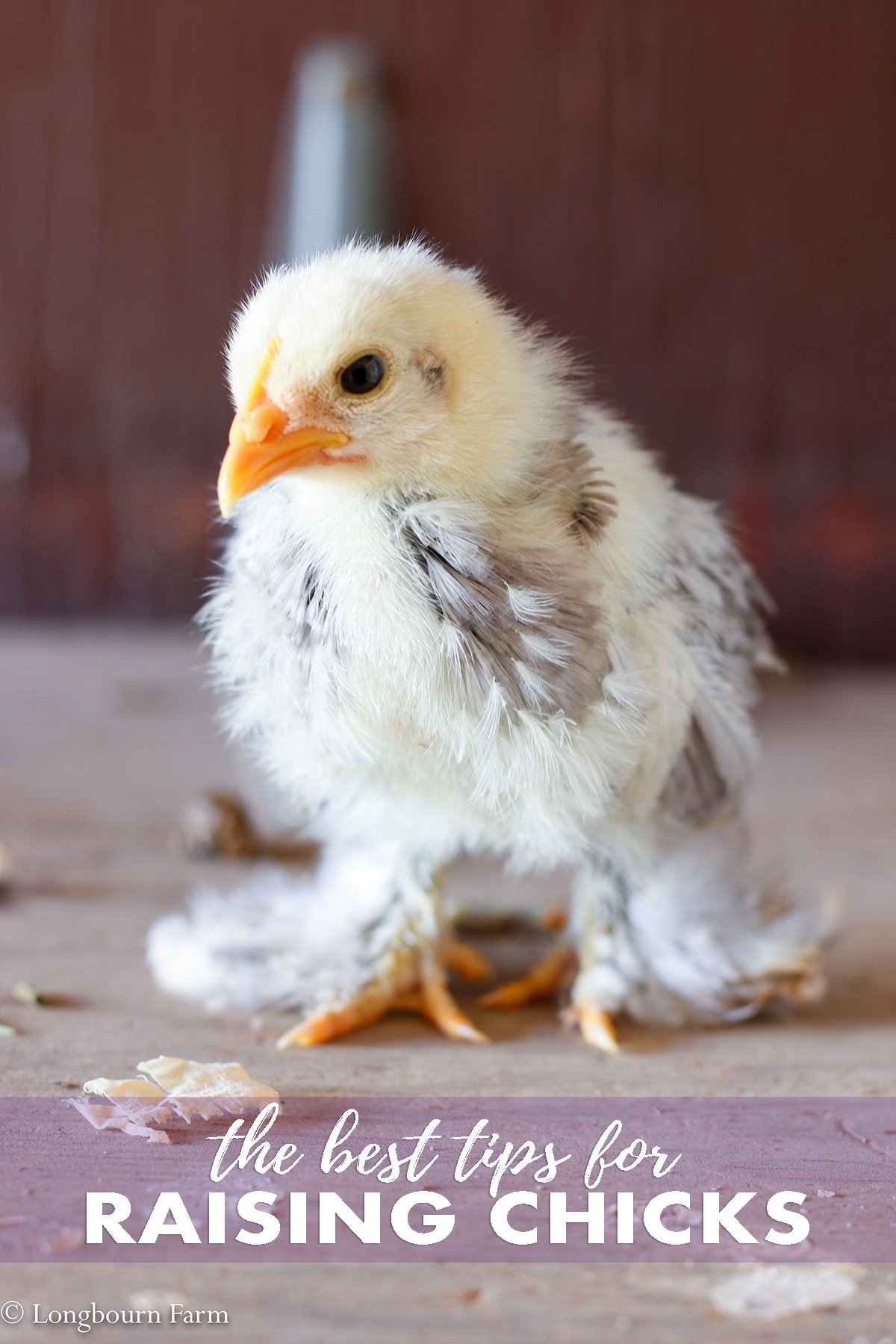 Are you interested in raising baby chicks? Check out this guide for everything you need to know when learning how to raise chicks. #chickens #chickenlady #crazychickenlady #raisingchicks #babychicks #raisingbabychicks #howtoraisechicks #fresheggs #fresheggsdaily #raisingchicksforbeginners #chickbrooder #raisingchickstips