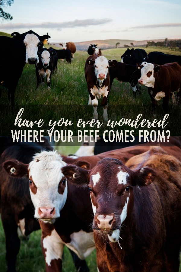 #sponsored Ever wonder exactly where your beef comes from? Or what really goes on in cattle ranching? Or what cows eat? This post will answer all those questions and more! #KnowYourBeef #BeefFarmersandRanchers @beeffordinner
#beefcattle #beefranch #beeffarm #cattlefarm #cattleranch #cattleworking #beef #beefcow #raisingcattle #angus #angusbeef #anguscattle #highlandcattle #highlandcows #beefcuts #buyingbeef #howtobuybeef #freezerbeef 
