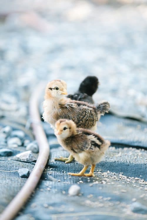 baby chickens next to hose