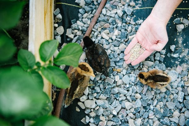 Raising Baby Chicks • Longbourn Farm