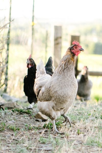Can chickens eat dog food?
