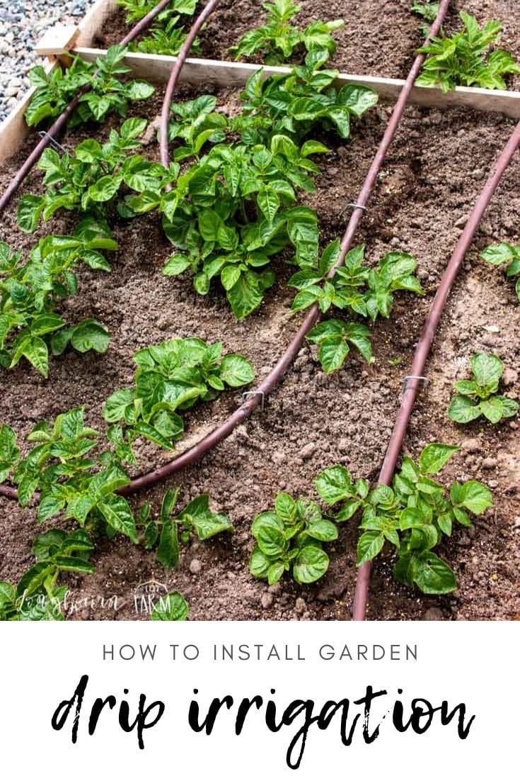 Setting up a drip irrigation system in your garden seems daunting but it is totally doable! Step-by-step instructions and how-to video to guide you through.