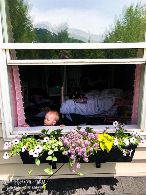 DIY Self-Watering Window Boxes • Longbourn Farm