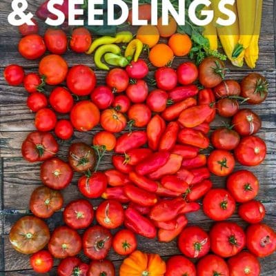When to plant certain garden seeds or seedlings is one of the most common questions I get! It can be confusing and disappointing if you get it wrong. Get all the information you need here!
