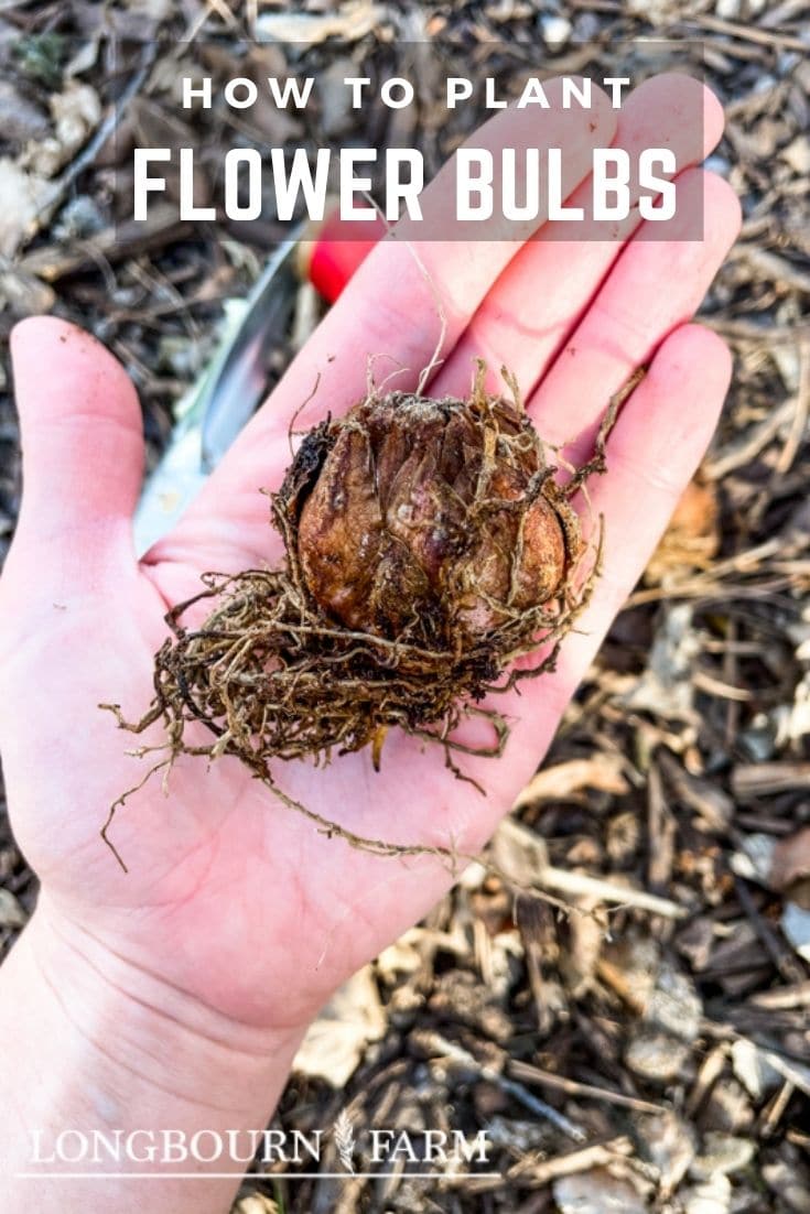 Planting flower bulbs is super easy and gives you a massive bang for your buck come spring. Get the step-by-step instructions here.