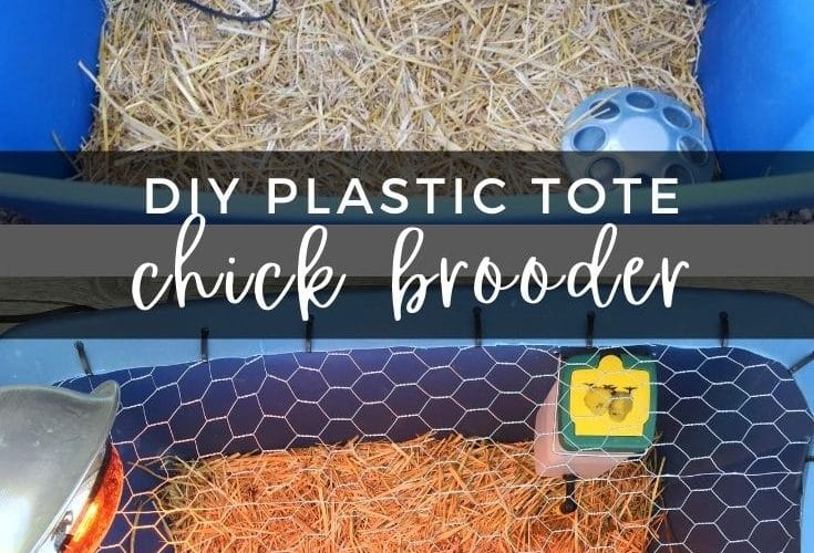 Chick brooder made out of a Rubber Maid tub. Fast and easy to make, super simple to clean, and the perfect home for your little chicks