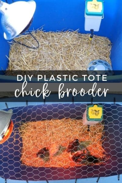 Easy DIY Chick Brooder