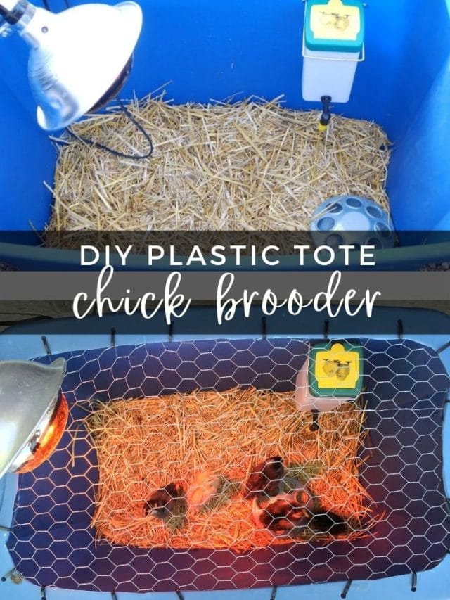 Easy DIY Chick Brooder