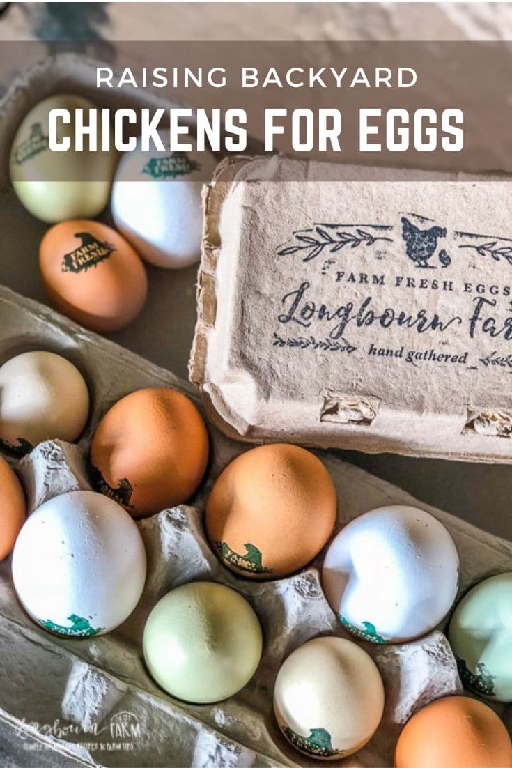 Interested in raising chickens for eggs? Learn about different chicken breeds, what age to buy, coop design, health care, chicken nutrition and more!
