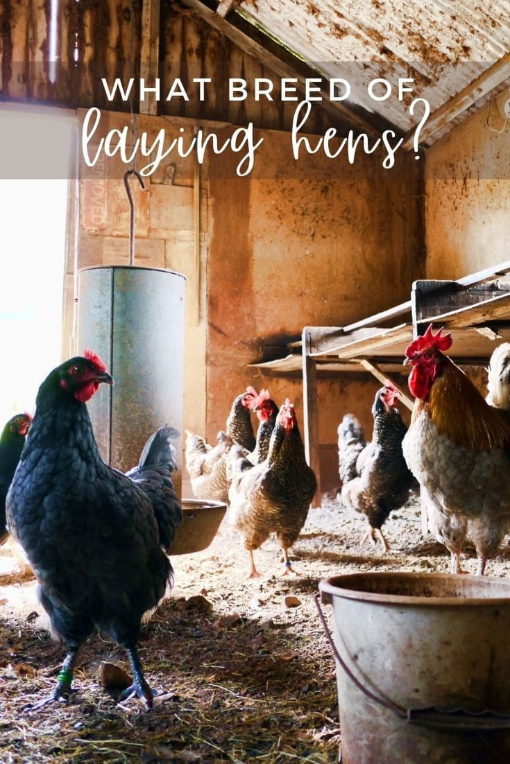 Interested in raising chickens for eggs? Learn about different chicken breeds, what age to buy, coop design, health care, chicken nutrition and more!