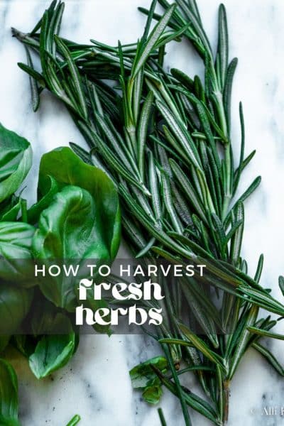 Herb Harvest and Preservation