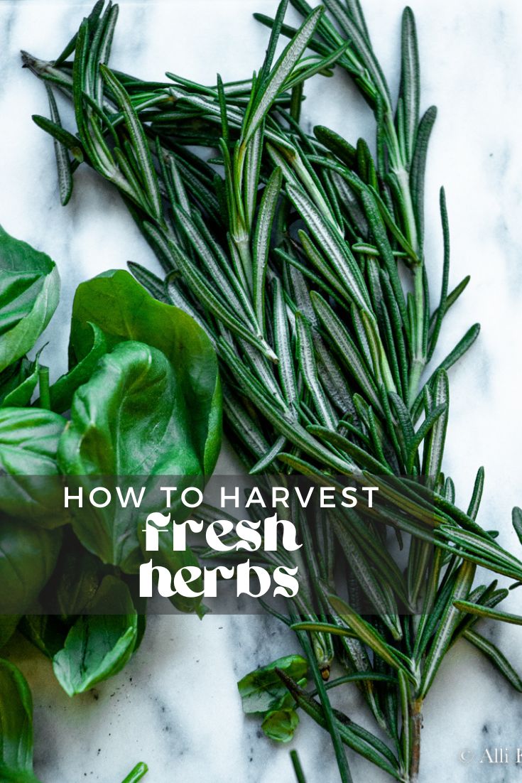 Learn how to harvest herbs and how to preserves them! A step-by-step tutorial on how to cut each herb so it will continue to grow and produce, along with a step-by-step guide to preserving your abundance of herbs.