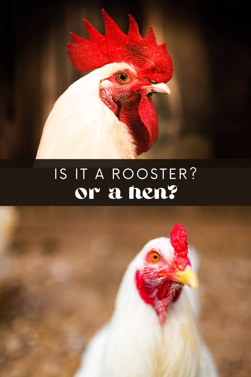 A common misconception is that all chickens are female. While it is true that the majority of chickens raised for eggs are female, there are also male chickens, known as roosters, which play important roles in both the commercial poultry industry and backyard chicken owners.