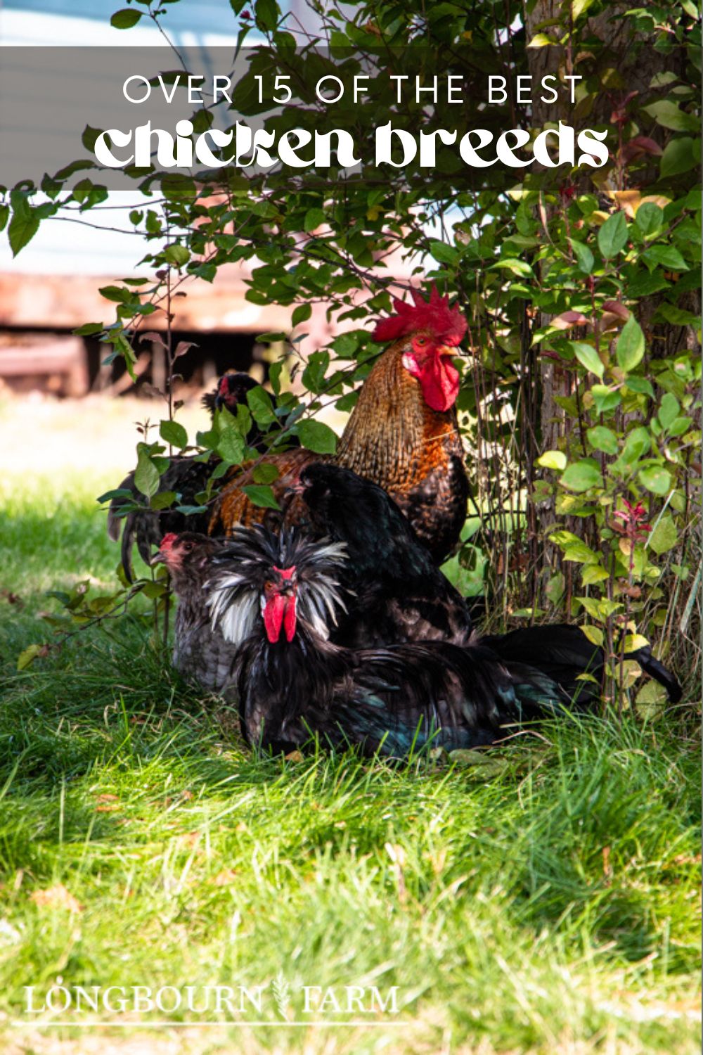 In addition to picking out the right breed or combination of breeds for your backyard chicken coop, there are a few key characteristics that make a good backyard chicken. This article will outline the characteristics of a good backyard chicken and go over different breeds and breed terminology.