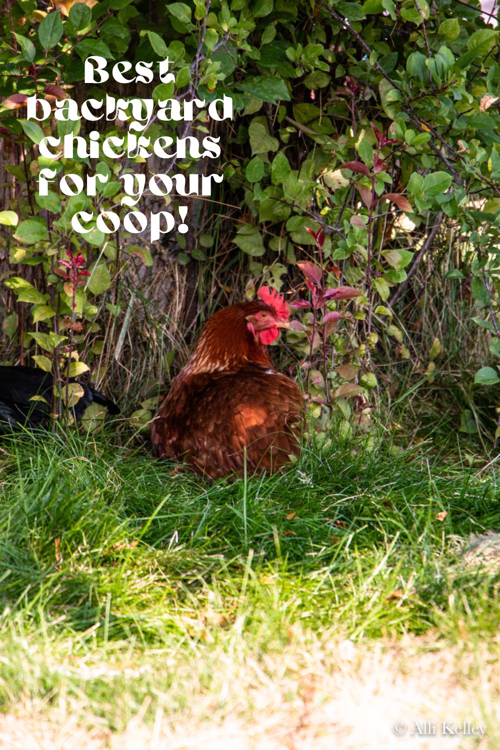 In addition to picking out the right breed or combination of breeds for your backyard chicken coop, there are a few key characteristics that make a good backyard chicken. This article will outline the characteristics of a good backyard chicken and go over different breeds and breed terminology.