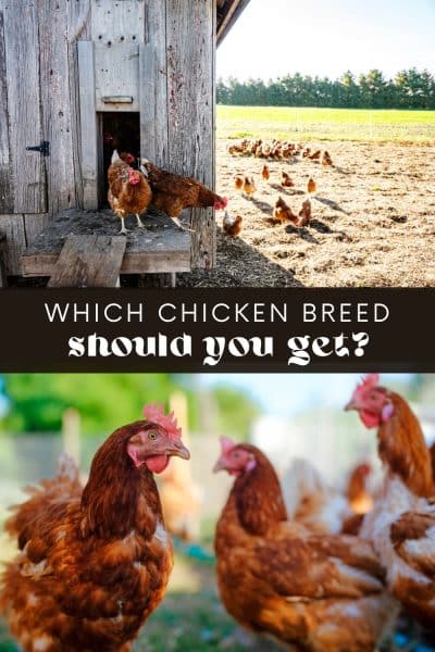 Best Laying Chickens for Backyard