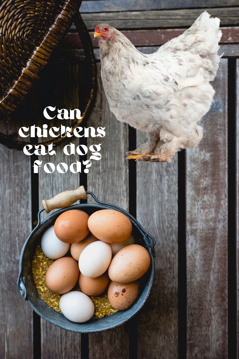 While chickens can technically eat dog food, feeding chickens dog food is not a good idea. Dog food is formulated to meet the dietary requirements of dogs, which are different from those of chickens.