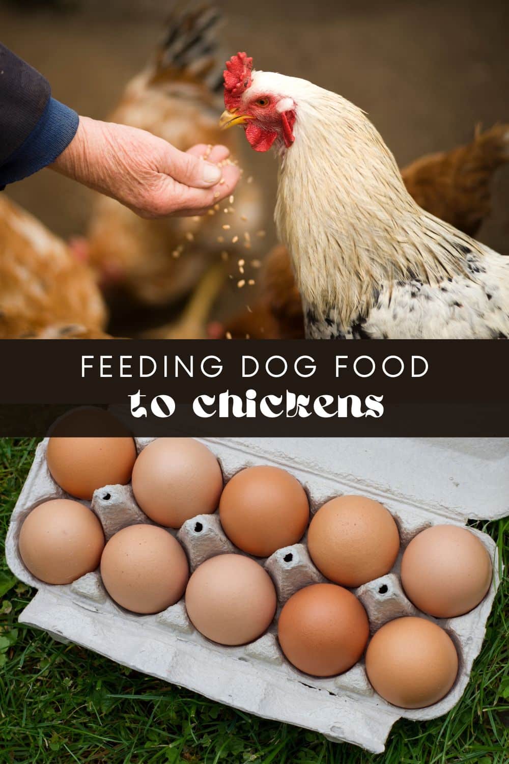While chickens can technically eat dog food, feeding chickens dog food is not a good idea. Dog food is formulated to meet the dietary requirements of dogs, which are different from those of chickens.