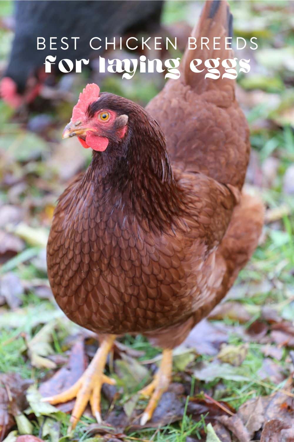 All female chickens (hens) are capable of laying eggs, but not all chickens will lay eggs consistently. Chickens are domesticated birds that are kept by people all over the world for their eggs, meat, and feathers. Chickens are a type of poultry and are related to other birds such as ducks, geese, and turkeys.