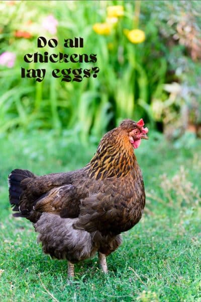 Do All Chickens Lay Eggs?