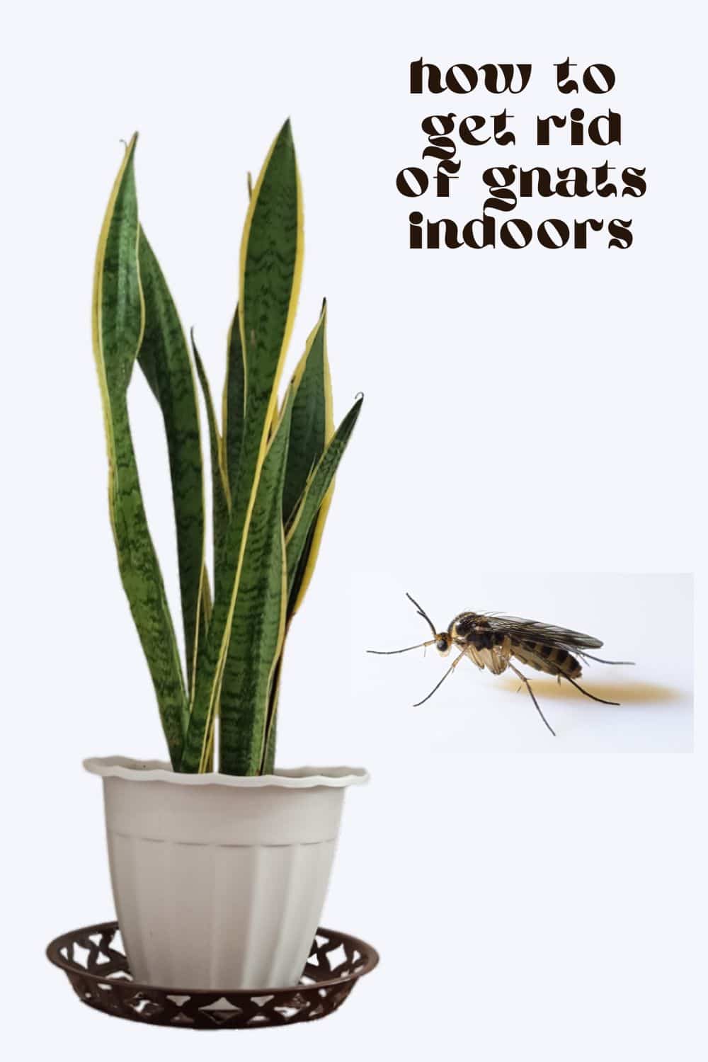 Those little gnats hovering around your indoor plants can be a real nuisance. But if you have an indoor herb garden, one you have spent time and effort nurturing, you don't want these small pests to ruin the fruits of your labor. 