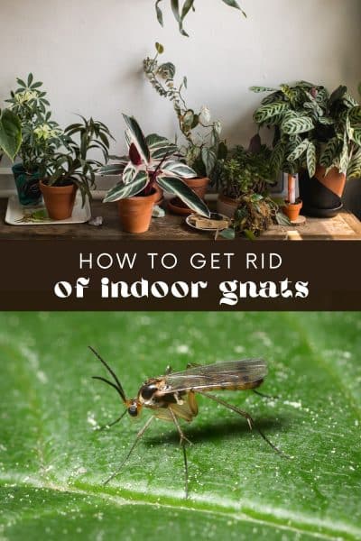 How to Get Rid of Gnats on Indoor Herbs