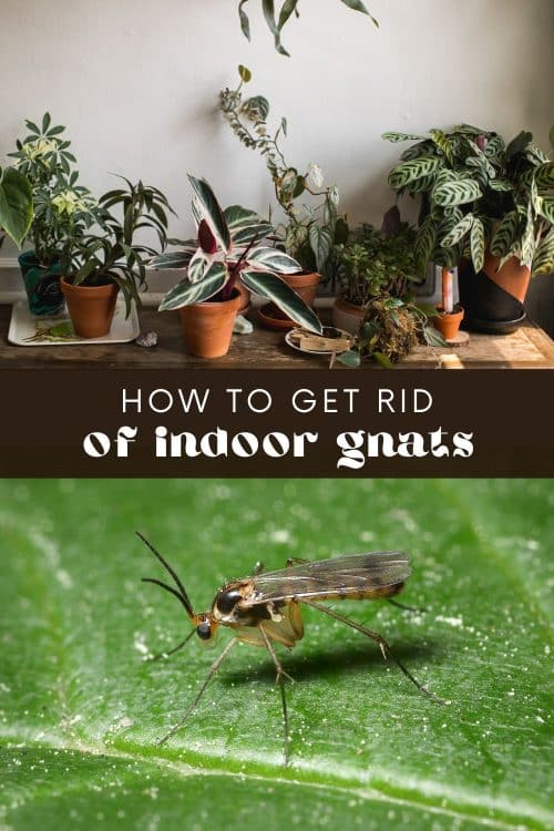 https://longbournfarm.com/wp-content/uploads/2023/01/how-to-get-rid-of-gnats-indoors-4-500x750.jpg