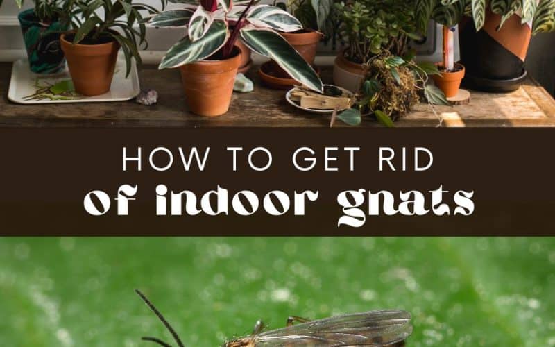 Those little gnats hovering around your indoor plants can be a real nuisance. But if you have an indoor herb garden, one you have spent time and effort nurturing, you don’t want these small pests to ruin the fruits of your labor.