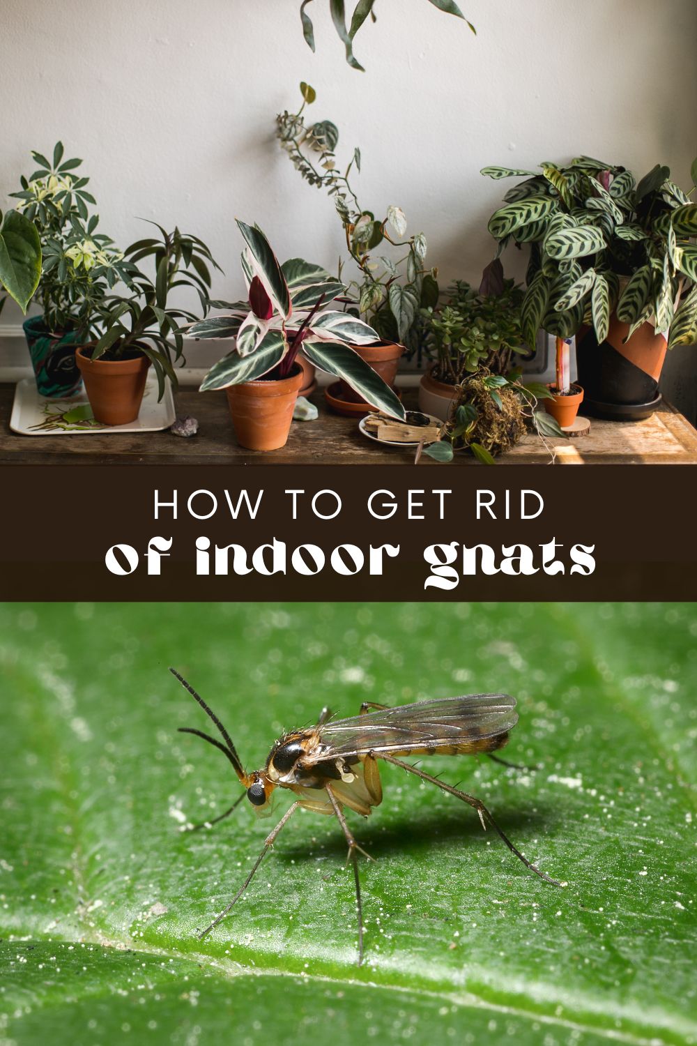 Those little gnats hovering around your indoor plants can be a real nuisance. But if you have an indoor herb garden, one you have spent time and effort nurturing, you don't want these small pests to ruin the fruits of your labor. 