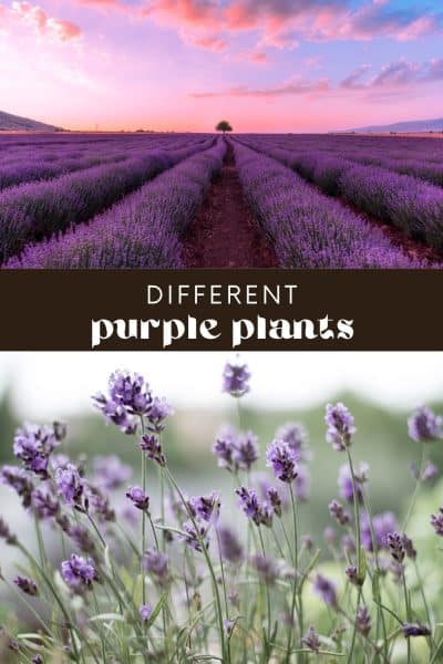 Different Types of Purple Plants