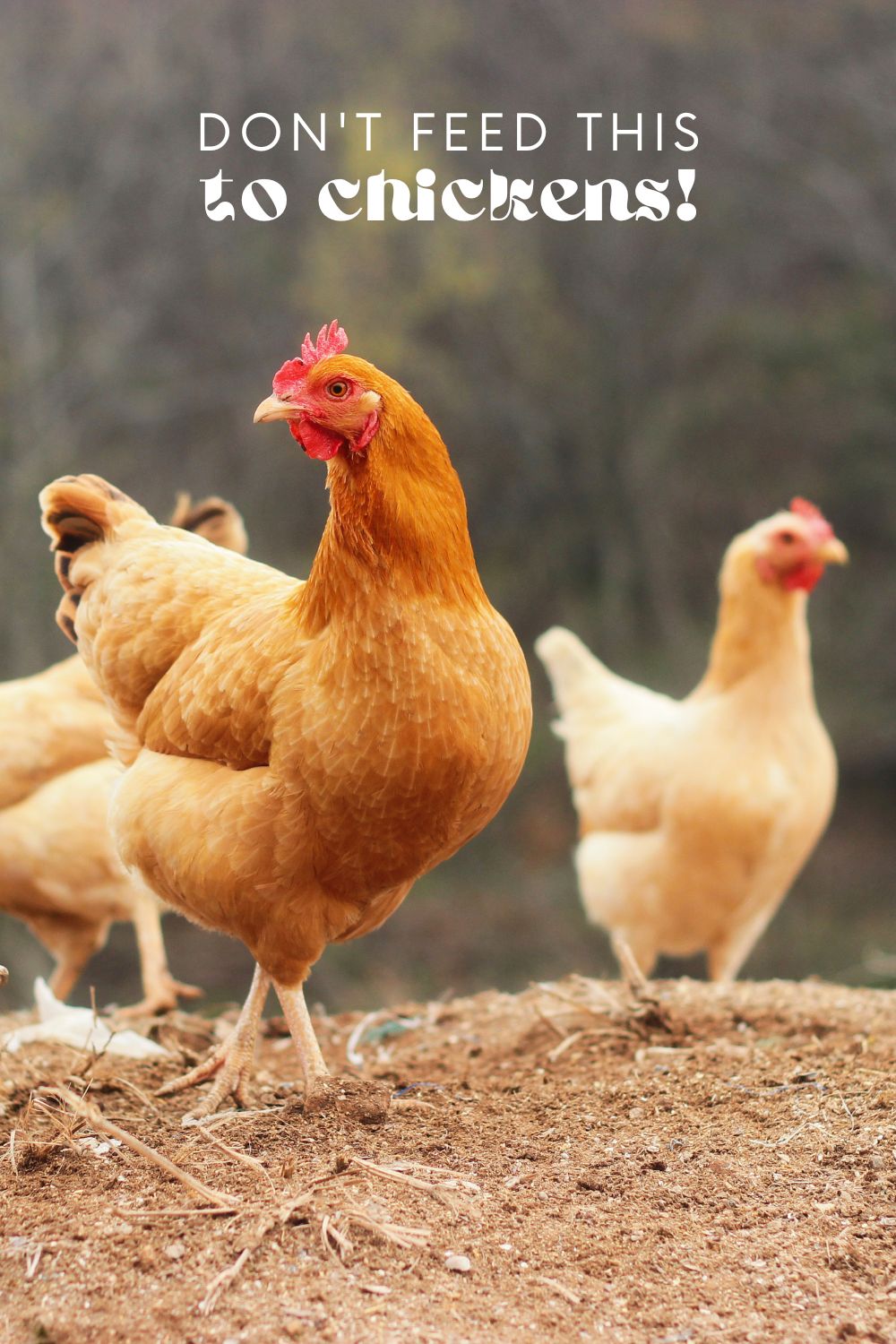 There are several types of food that can be harmful or toxic to chickens. It is important to be aware of these foods and avoid feeding them to your chickens.