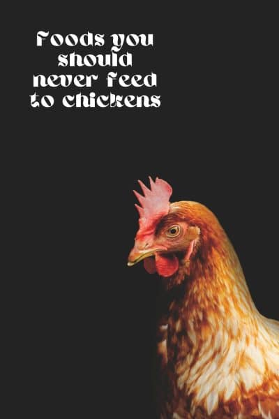 What Can’t Chickens Eat?