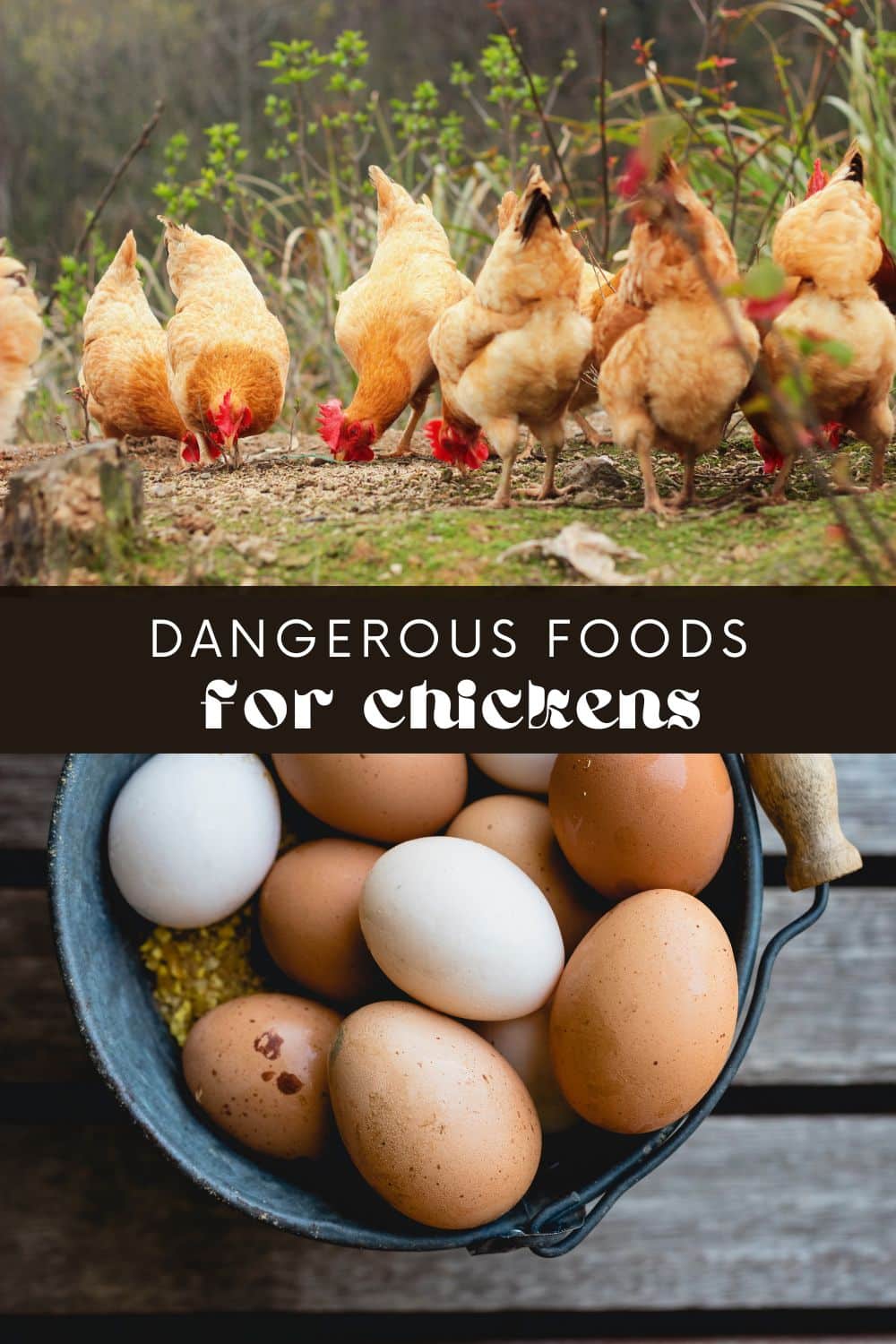 There are several types of food that can be harmful or toxic to chickens. It is important to be aware of these foods and avoid feeding them to your chickens.