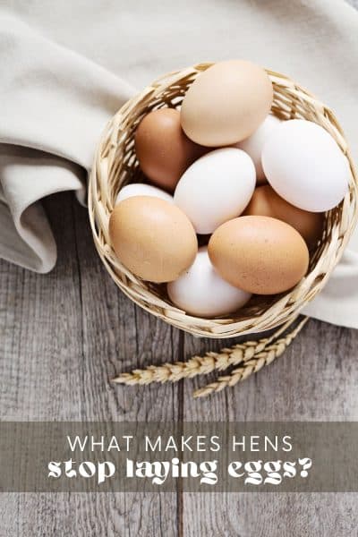 How Long to Chickens Lay Eggs?