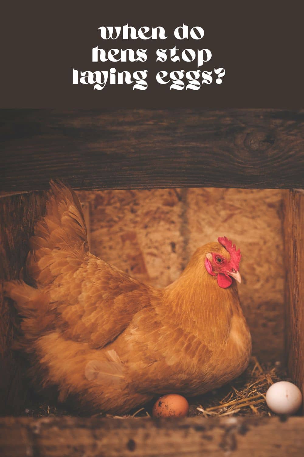 A young hen will typically begin to lay eggs at around 18-24 weeks of age, and will continue to lay eggs for several years. However, the age at which a hen stops laying eggs can vary depending on several factors. This is a common question and concern in backyard flocks wanting to collect as many fresh eggs as possible.