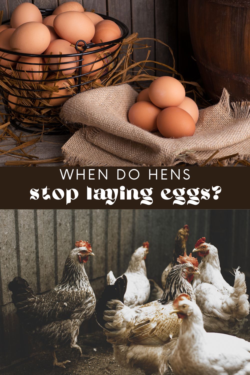 A young hen will typically begin to lay eggs at around 18-24 weeks of age, and will continue to lay eggs for several years. However, the age at which a hen stops laying eggs can vary depending on several factors. This is a common question and concern in backyard flocks wanting to collect as many fresh eggs as possible.