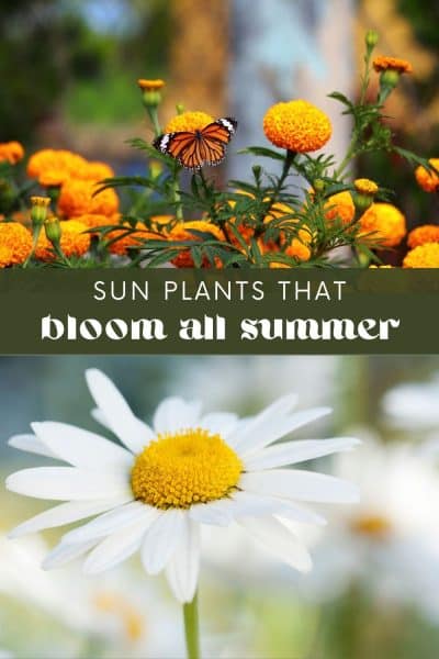 Sun Plants That Bloom All Summer