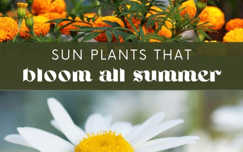 There’s nothing quite like a beautiful garden filled with colorful and long-lasting flowers – especially during the summer months. If you want to create a garden that will bloom all summer, planting sun-loving perennials and annuals can help achieve this goal!
