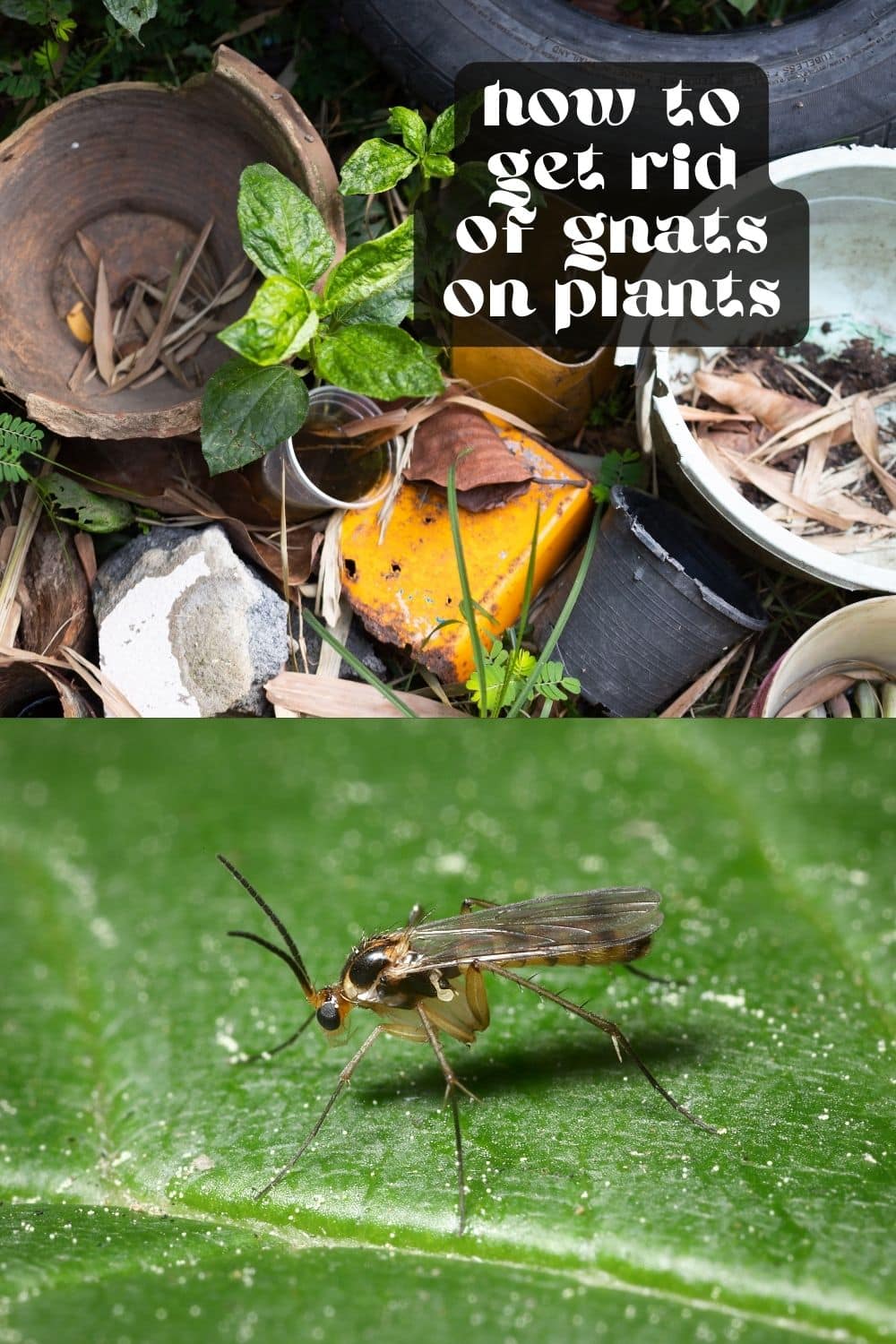 Fungus gnats are small, pesky insects that can be a nuisance to humans and plants. While gnats only have a short life cycle, they reproduce quickly, which makes getting rid of them tricky. If you're currently dealing with a gnat infestation, you're likely wondering what caused it in the first place. Could it be your beloved plants? In this article, we explore the connection between plants and gnats. We'll discuss if it is your plants that attract gnats, as well as tips on how to prevent and get rid of them.