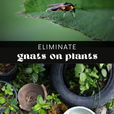 Fungus gnats are small, pesky insects that can be a nuisance to humans and plants. While gnats only have a short life cycle, they reproduce quickly, which makes getting rid of them tricky. If you’re currently dealing with a gnat infestation, you’re likely wondering what caused it in the first place. Could it be your beloved plants?