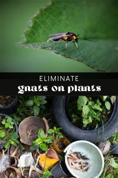 Do Plants Attract Gnats?