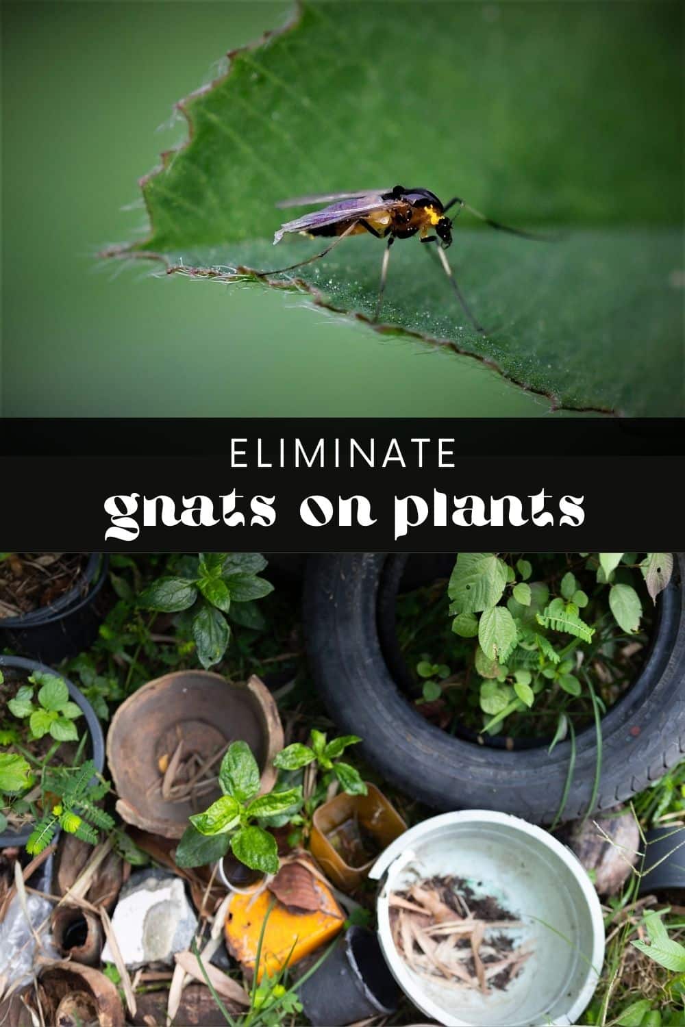 Fungus gnats are small, pesky insects that can be a nuisance to humans and plants. While gnats only have a short life cycle, they reproduce quickly, which makes getting rid of them tricky. If you're currently dealing with a gnat infestation, you're likely wondering what caused it in the first place. Could it be your beloved plants? In this article, we explore the connection between plants and gnats. We'll discuss if it is your plants that attract gnats, as well as tips on how to prevent and get rid of them.