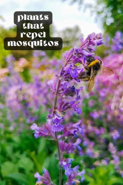 12 Best Plants for Mosquitos