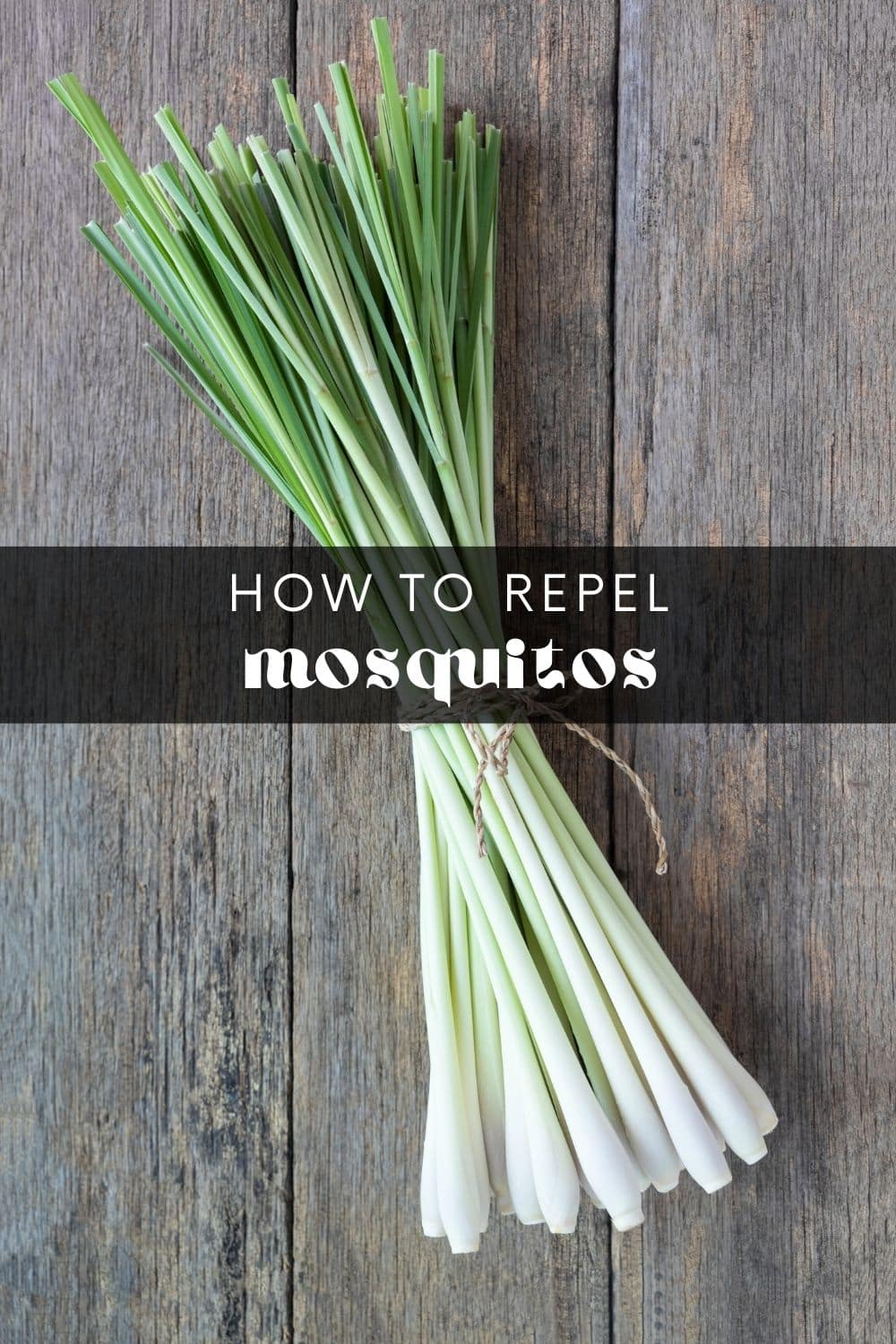 Nothing ruins a summer evening like swatting away mosquitos. From the constant buzzing to itchy bites, mosquitos are a nuisance we all want to avoid. But did you know there are more than repellent sprays and citronella candles out there? Certain plants can act as natural mosquito repellents, offering relief if you prefer to avoid synthetic solutions.