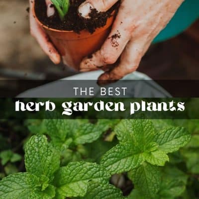 Fresh herbs are an easy way to add flavor and nutrition to any dish! Even if you don't have much space to work with, there's no reason you can't grow herbs. So whether you have a balcony, windowsill, or just a bit of yard space – you can still enjoy the benefits of your own herb garden.