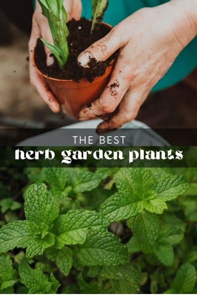 12 Best Herb Garden Plants