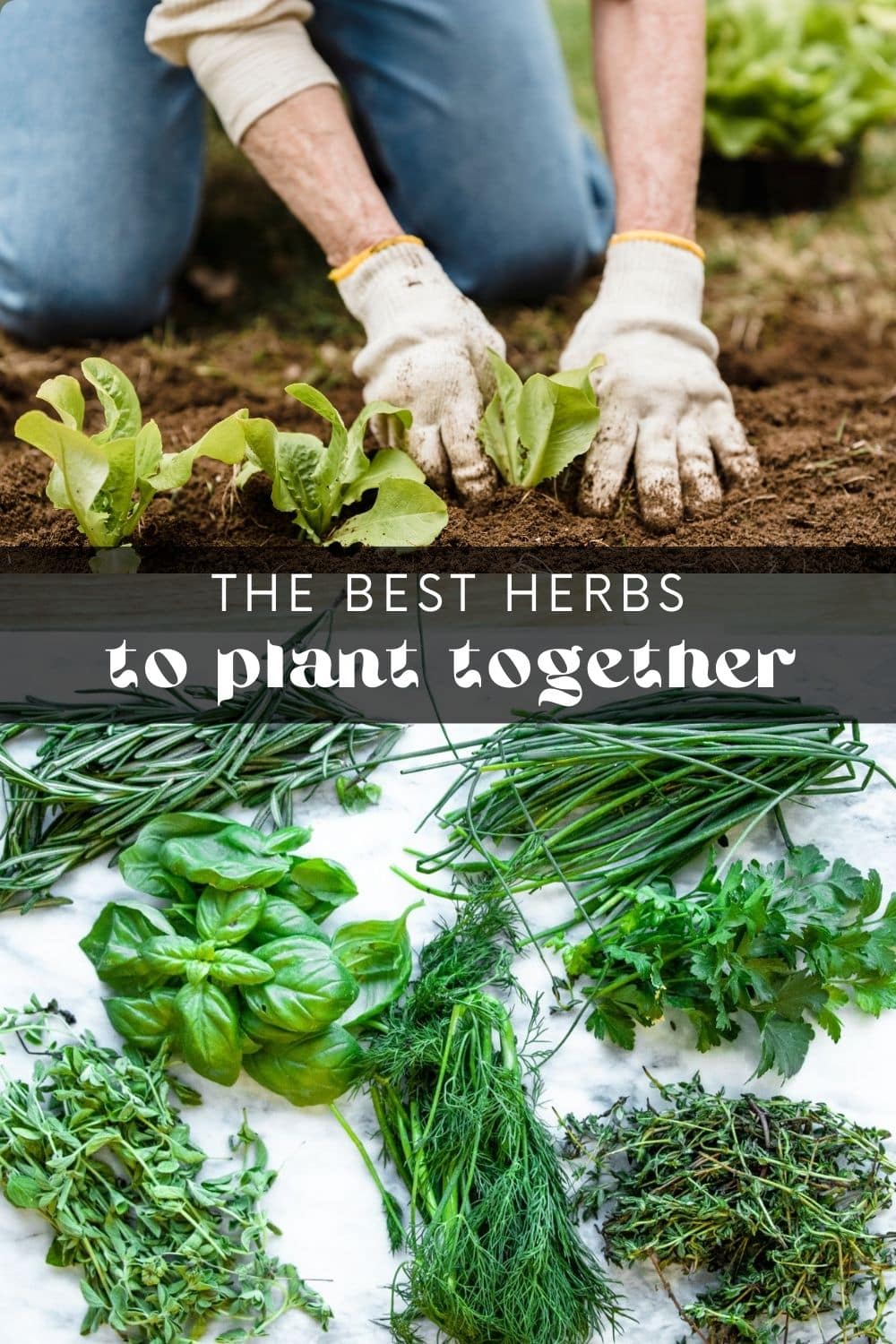 Fresh herbs are an easy way to add flavor and nutrition to any dish! Even if you don't have much space to work with, there's no reason you can't grow herbs. So whether you have a balcony, windowsill, or just a bit of yard space – you can still enjoy the benefits of your own herb garden.