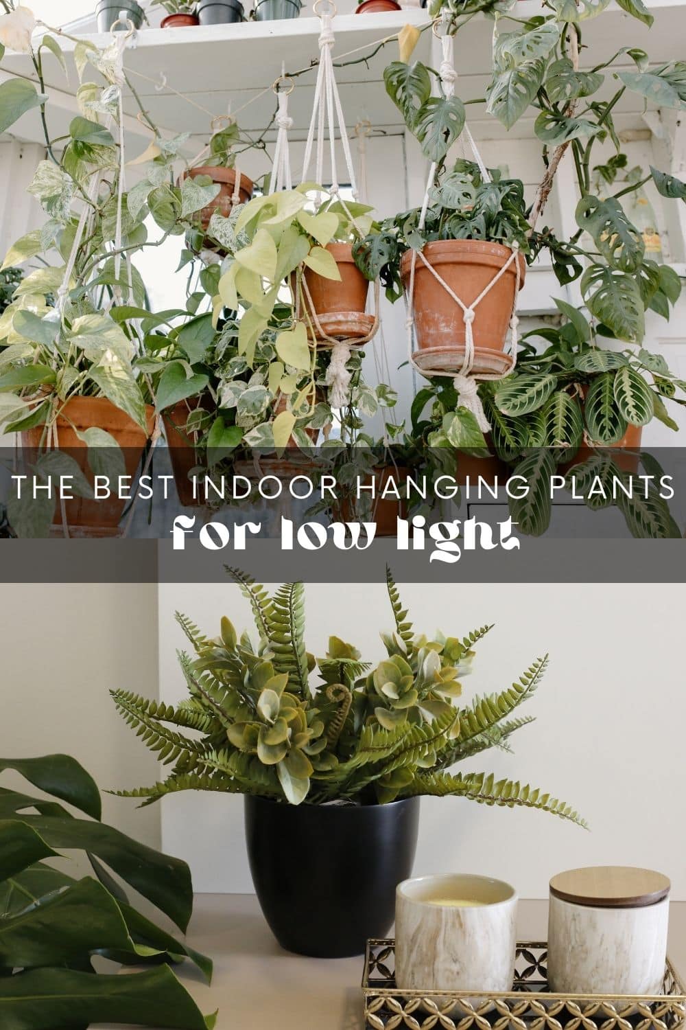 How to Get Rid of Gnats on Indoor Herbs • Longbourn Farm